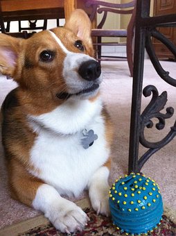 Chien, Corgi, Animal De Compagnie, Chiot