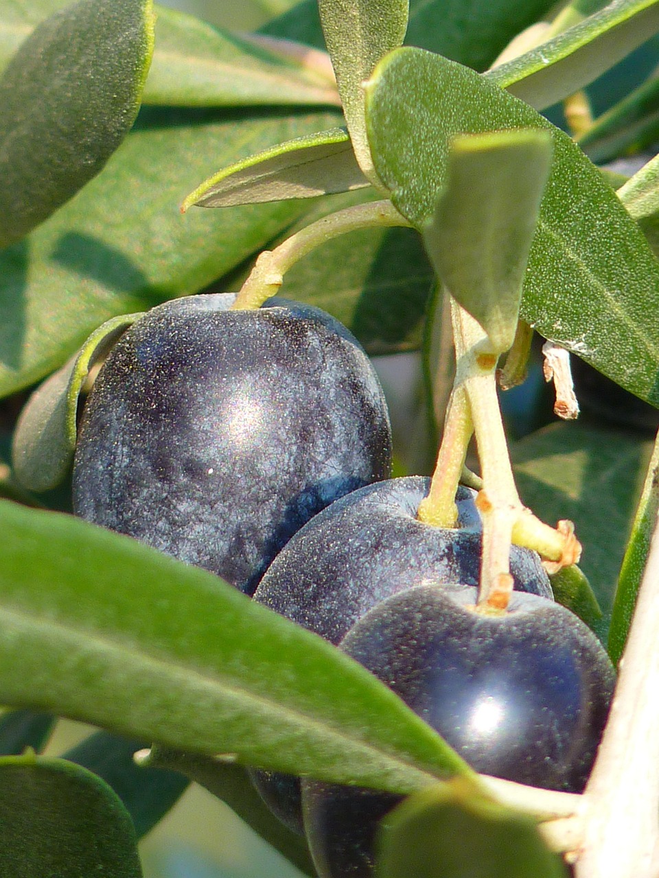 Oliven Frucht Olivenbaum - Kostenloses Foto auf Pixabay