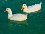 duck