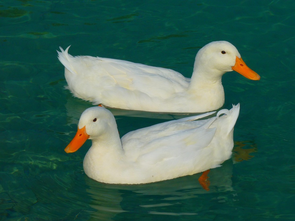 Bebek Putih Hewan Free Photo On Pixabay Bebek Putih Hewan Free Photo On Pixabay