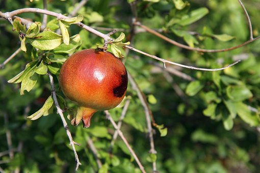 antioxidant-15743__340.jpg