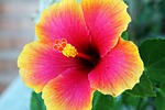 bloom