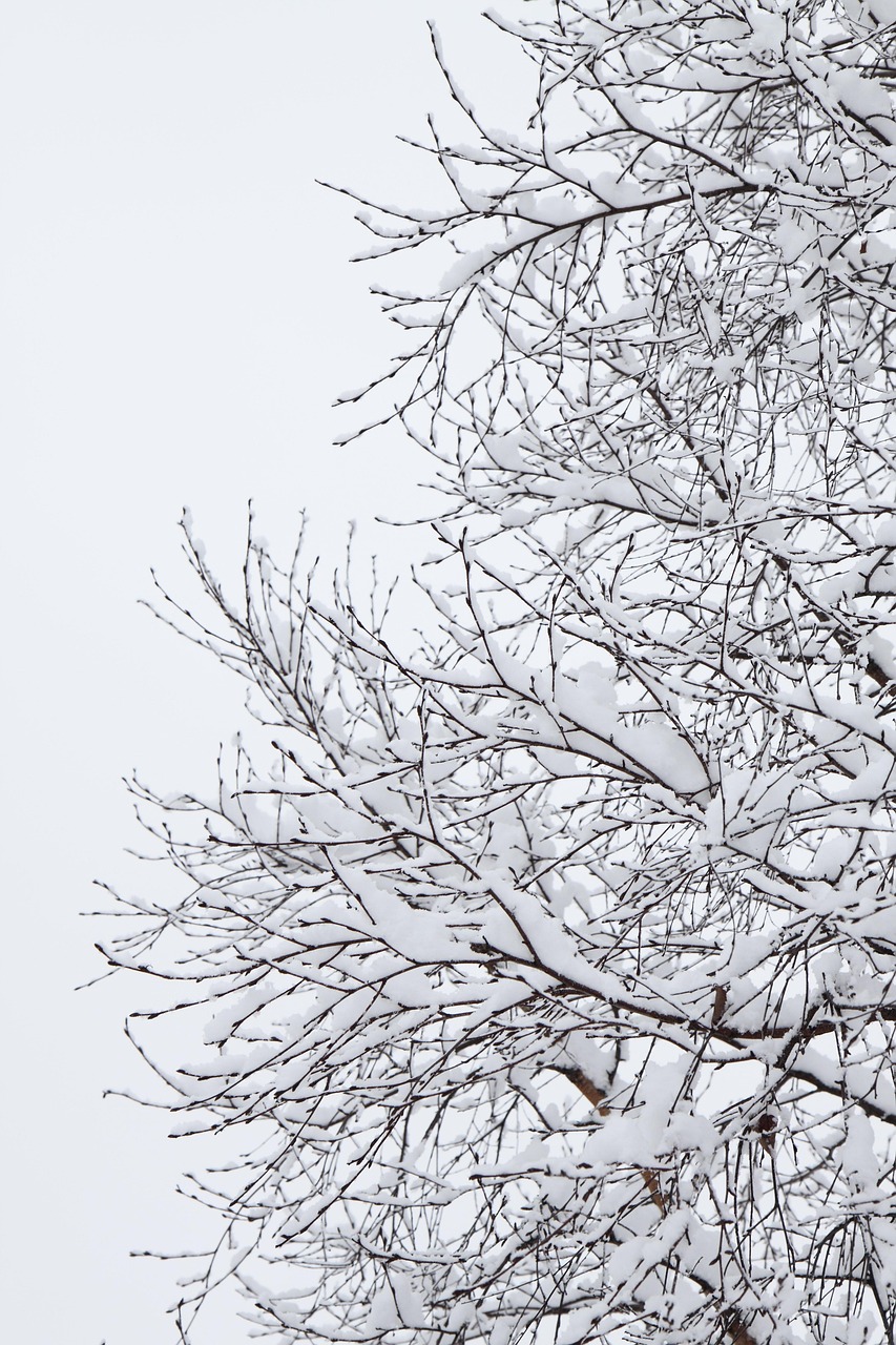 Branch Cold Cover - Free photo on Pixabay