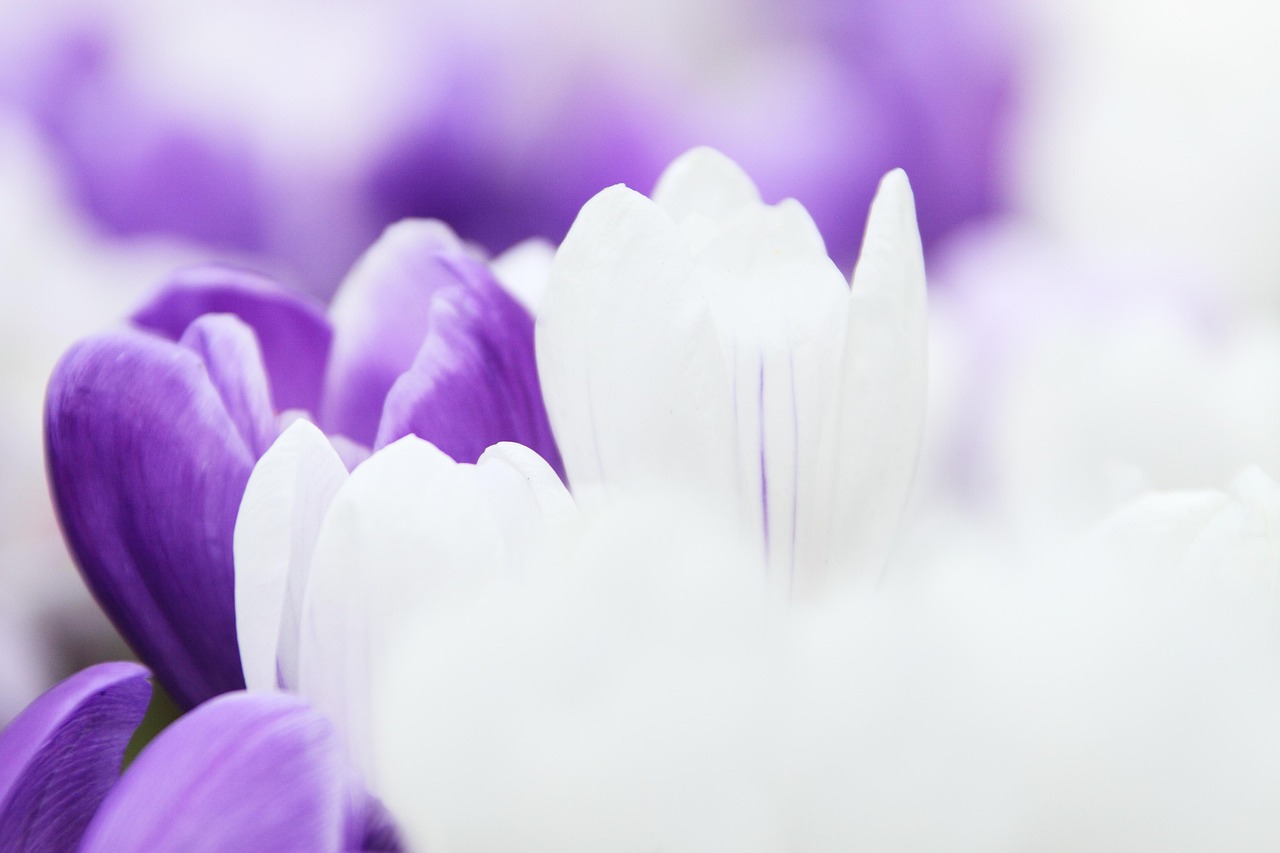 Flowers - free online jigsaw puzzle photo
