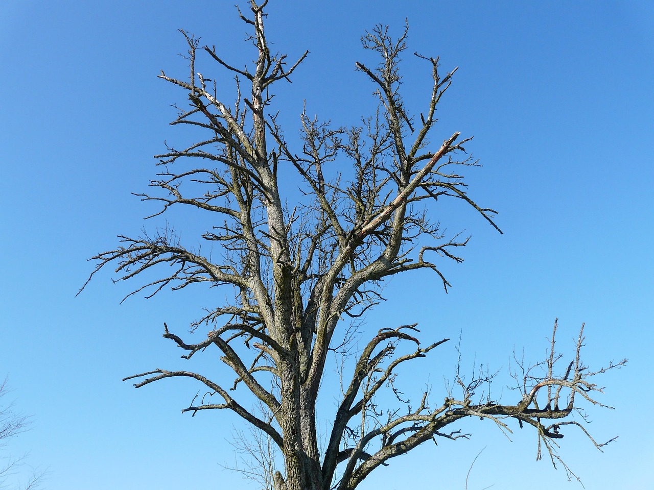 Tree Die Old Free photo on Pixabay Pixabay