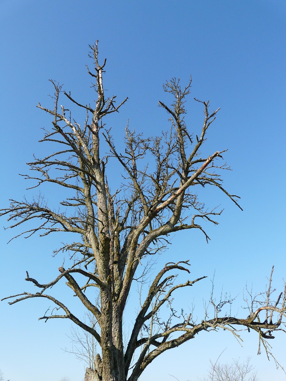 Tree Die Old Free photo on Pixabay Pixabay