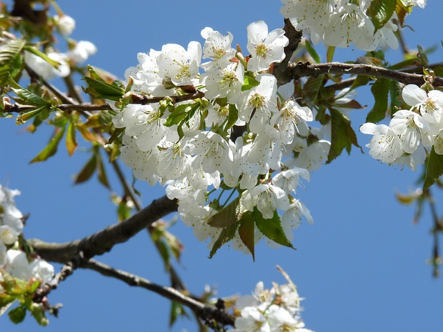 Free Cherry Blossom Spring photo and picture