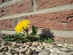 dandelion, flower, roadside