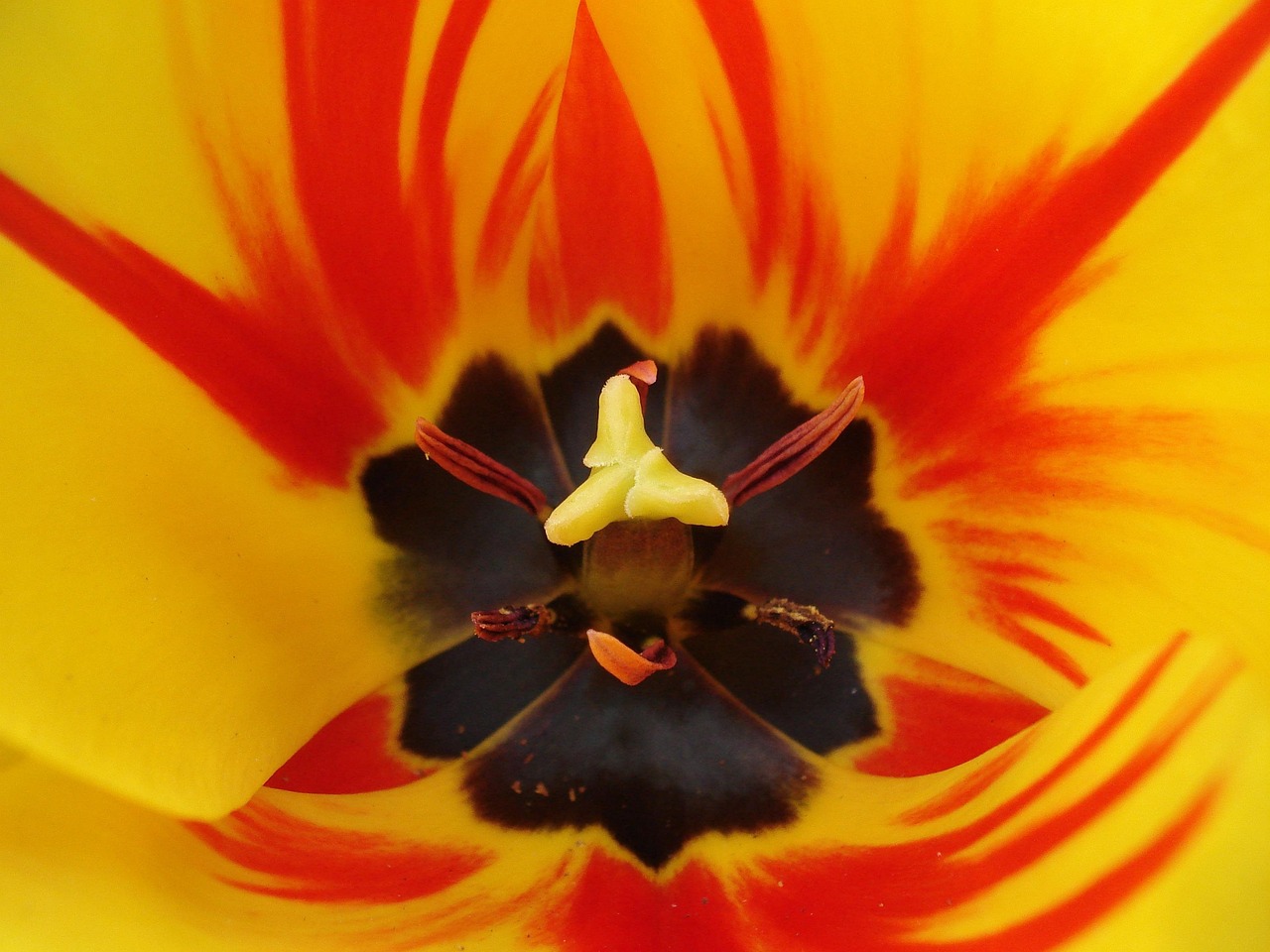Tulip - free online jigsaw puzzle photo