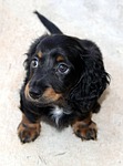 dachshund, long hair, puppy