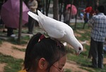 pigeon, bird, white