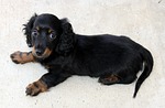 long hair, dachshund, puppy