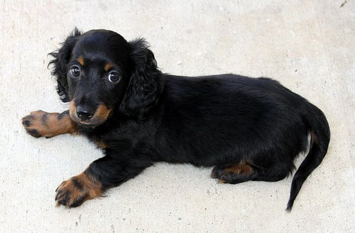 mini teckel