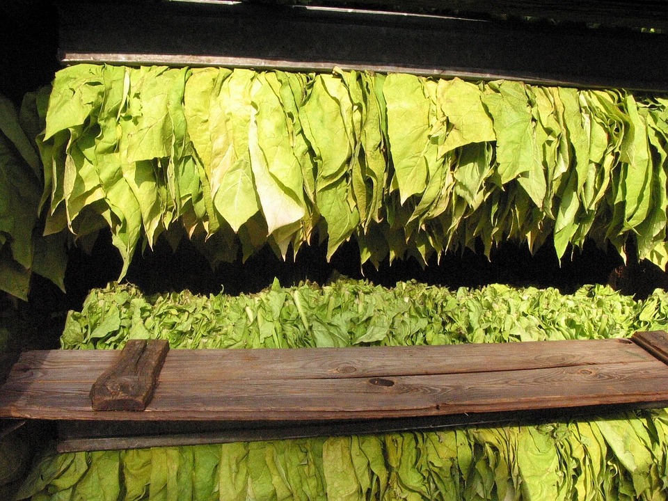 Tabaco, Folhas De Tabaco, Tabaco Grave, Leitura