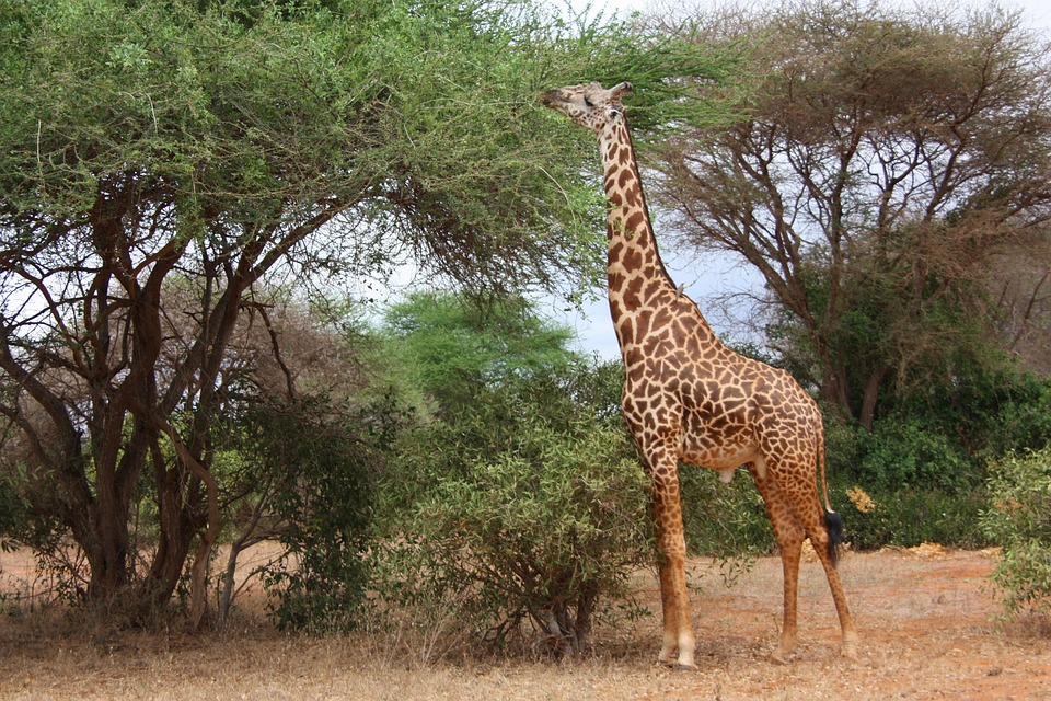 giraffe bird friends free