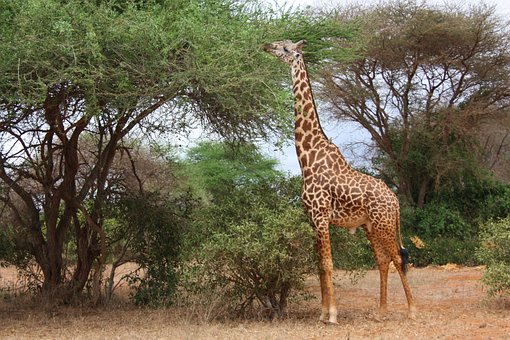 Curiosidades sobre as girafas