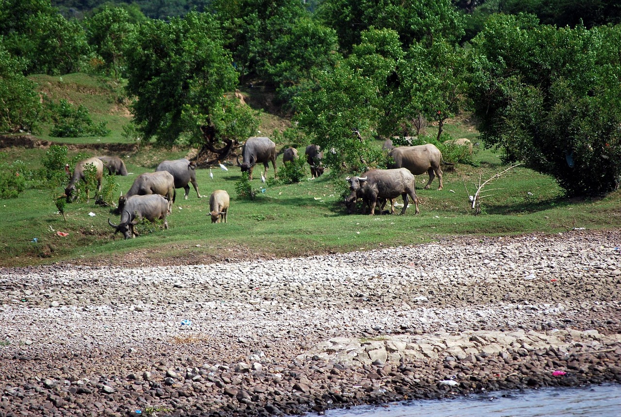 Buffalo - free online jigsaw puzzle photo