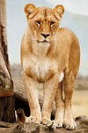 africa, african, animal