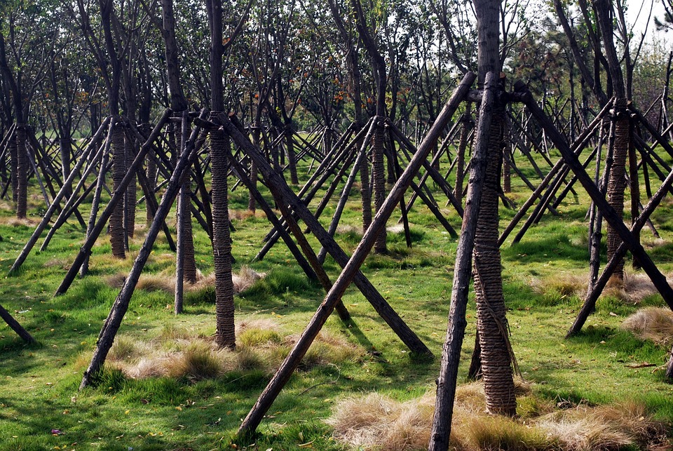 trees supports pruning free photo on pixabay