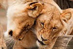 africa, animal, big
