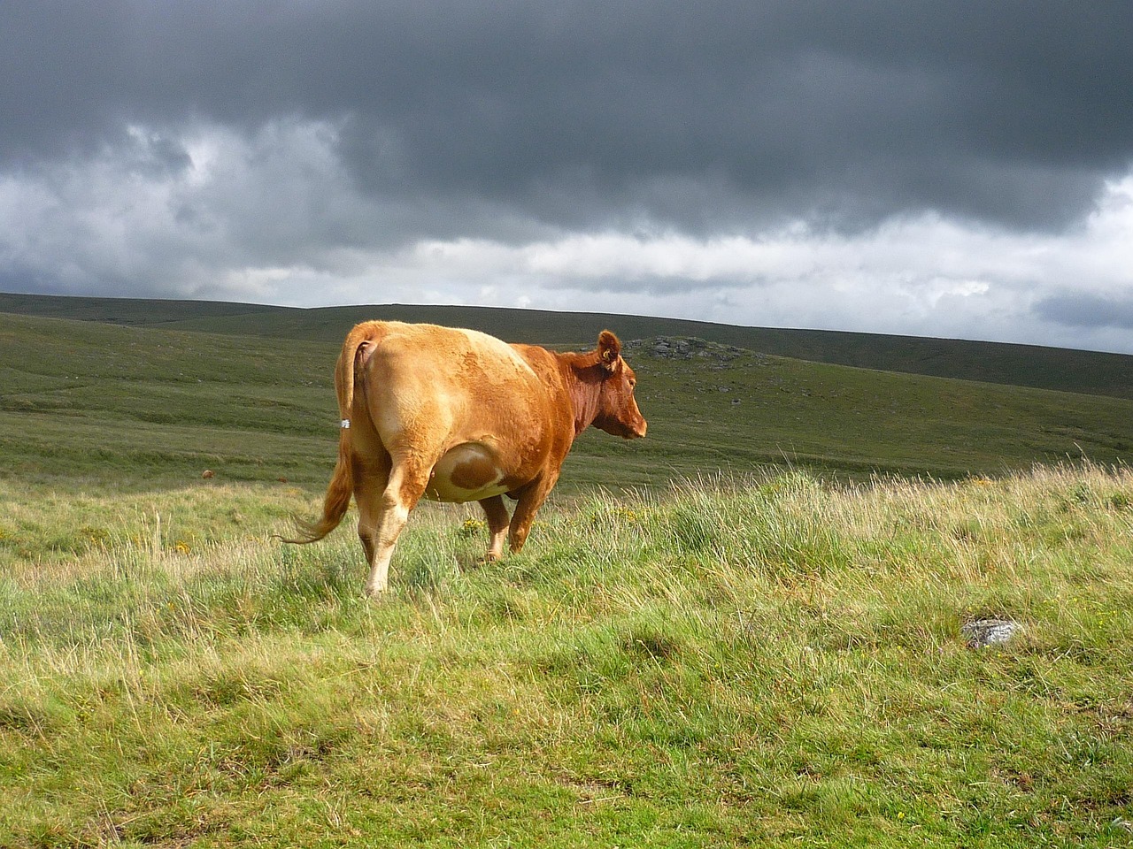 Cow - free online jigsaw puzzle photo
