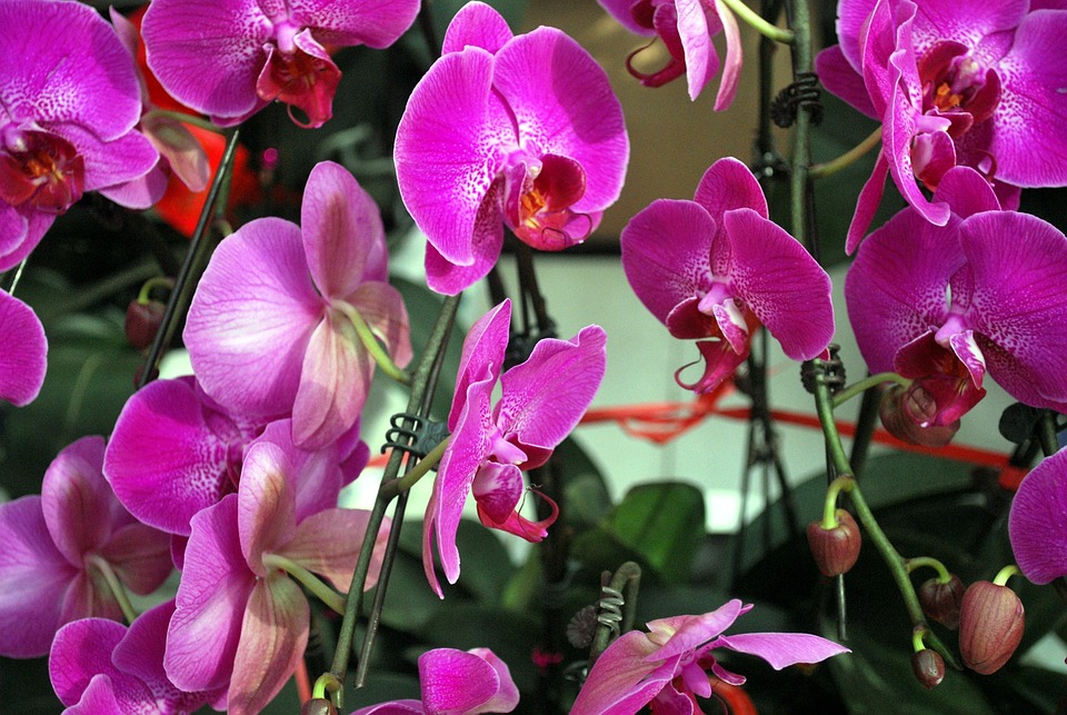 Orchid Orchids Purple · Free photo on Pixabay