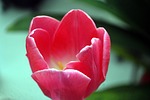 tulip