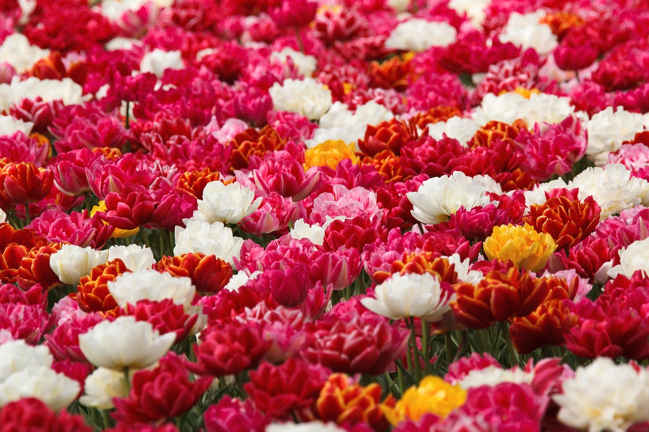 Background Beautiful Beauty - Free photo on Pixabay - Pixabay