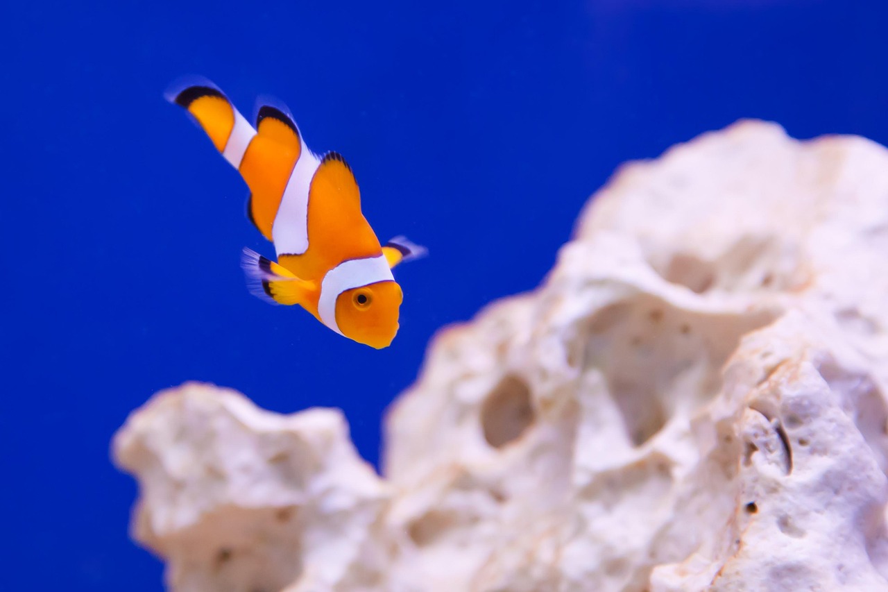 Anemone - free online jigsaw puzzle photo