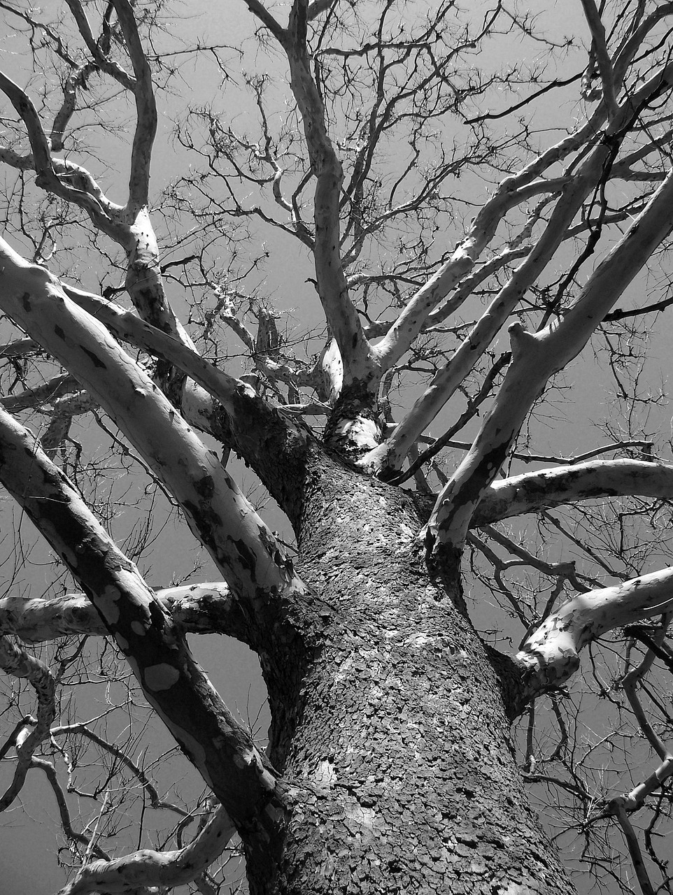 1,000+ Free Dead Tree & Tree Images Pixabay