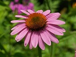 echinacea, pink, flower