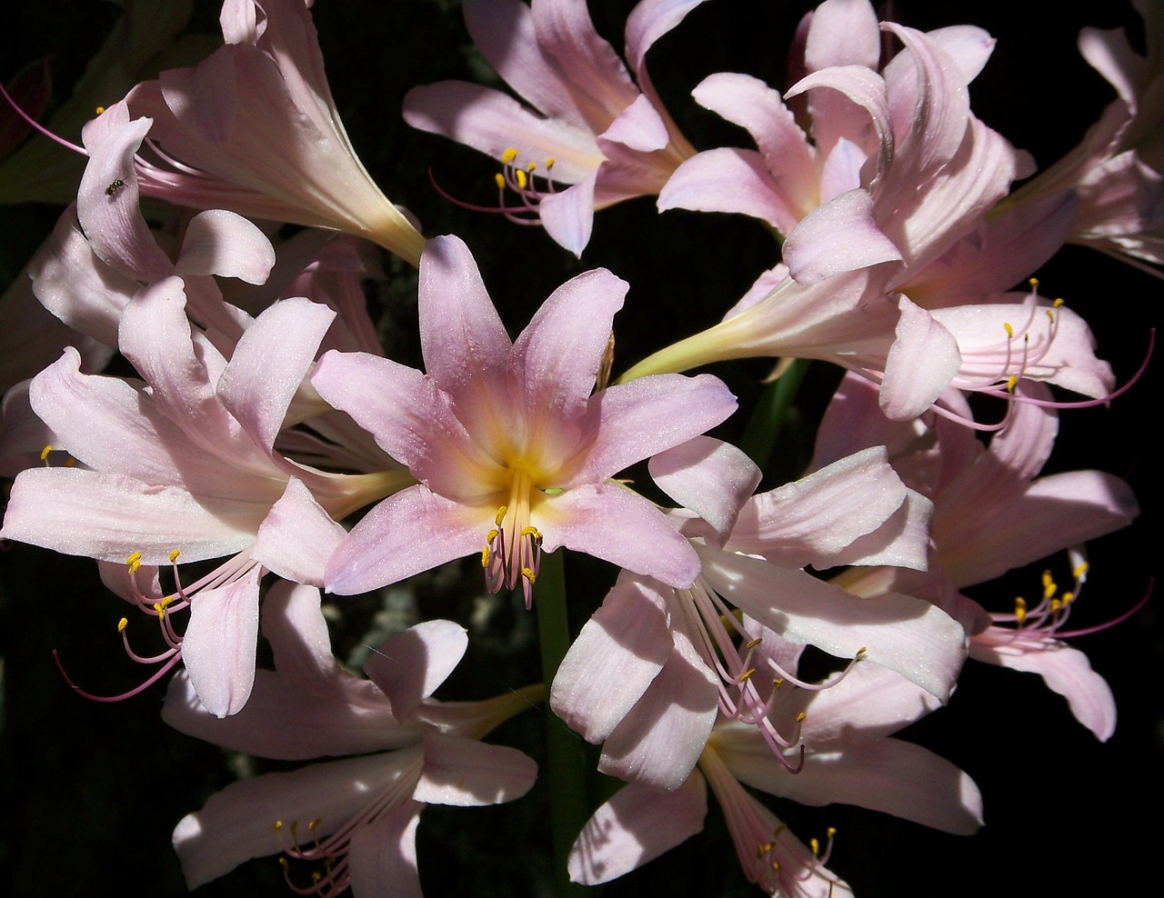 八月 百合 粉色的 - Pixabay上的免费照片 - Pixabay