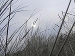 grass, sky, haze
