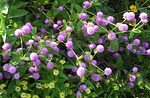 gomphrena globosa, purple, flowers
