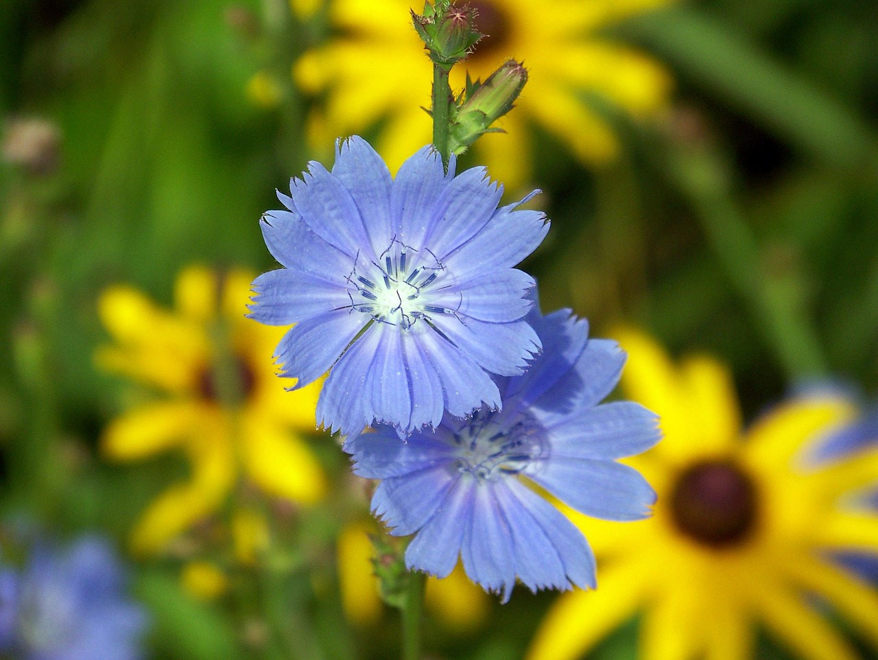 Cornflower Wildflower Summer - Free photo on Pixabay - Pixabay