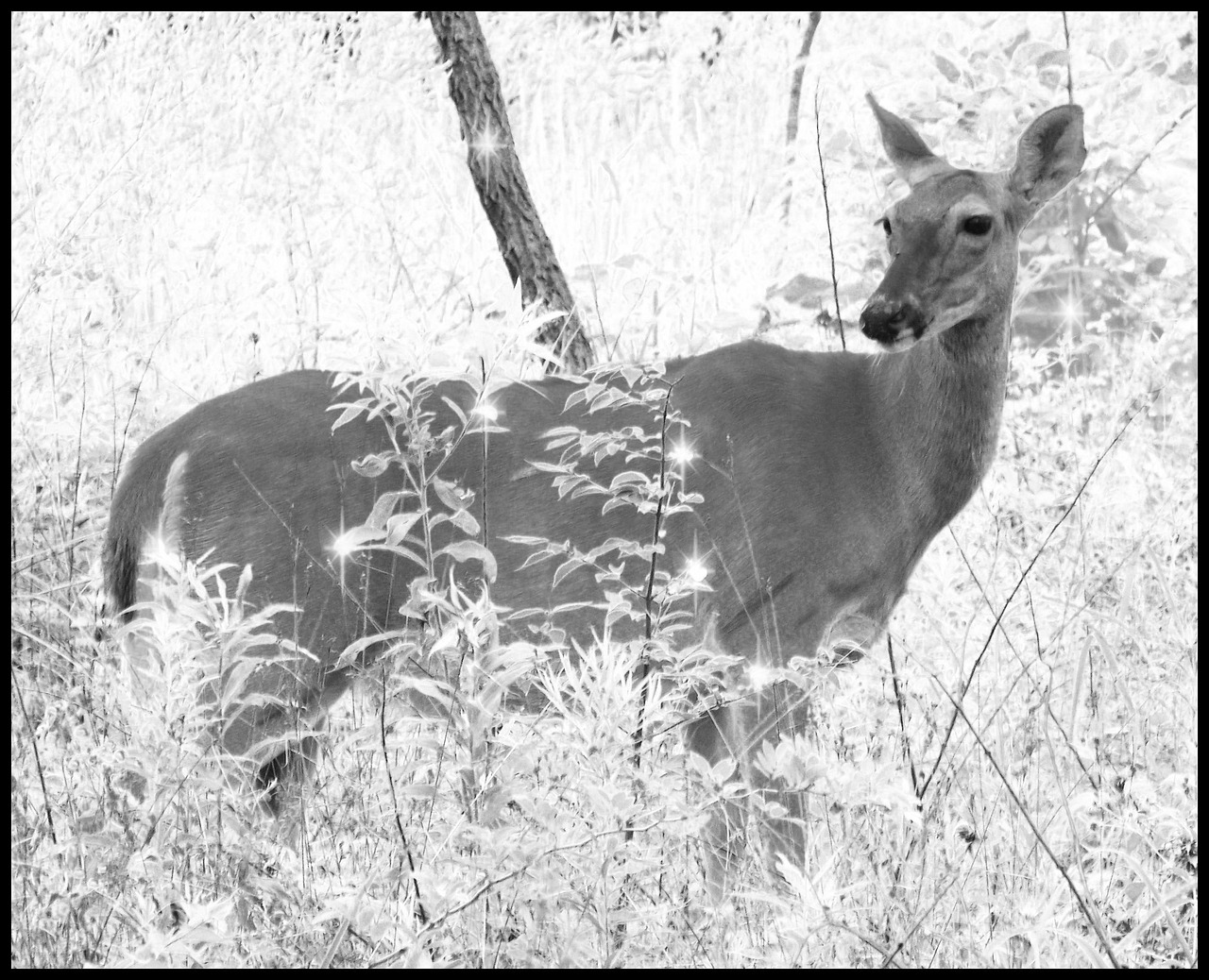 100+ Free Whitetail Deer &amp; Deer Images - Pixabay