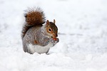 animal, brown, cold