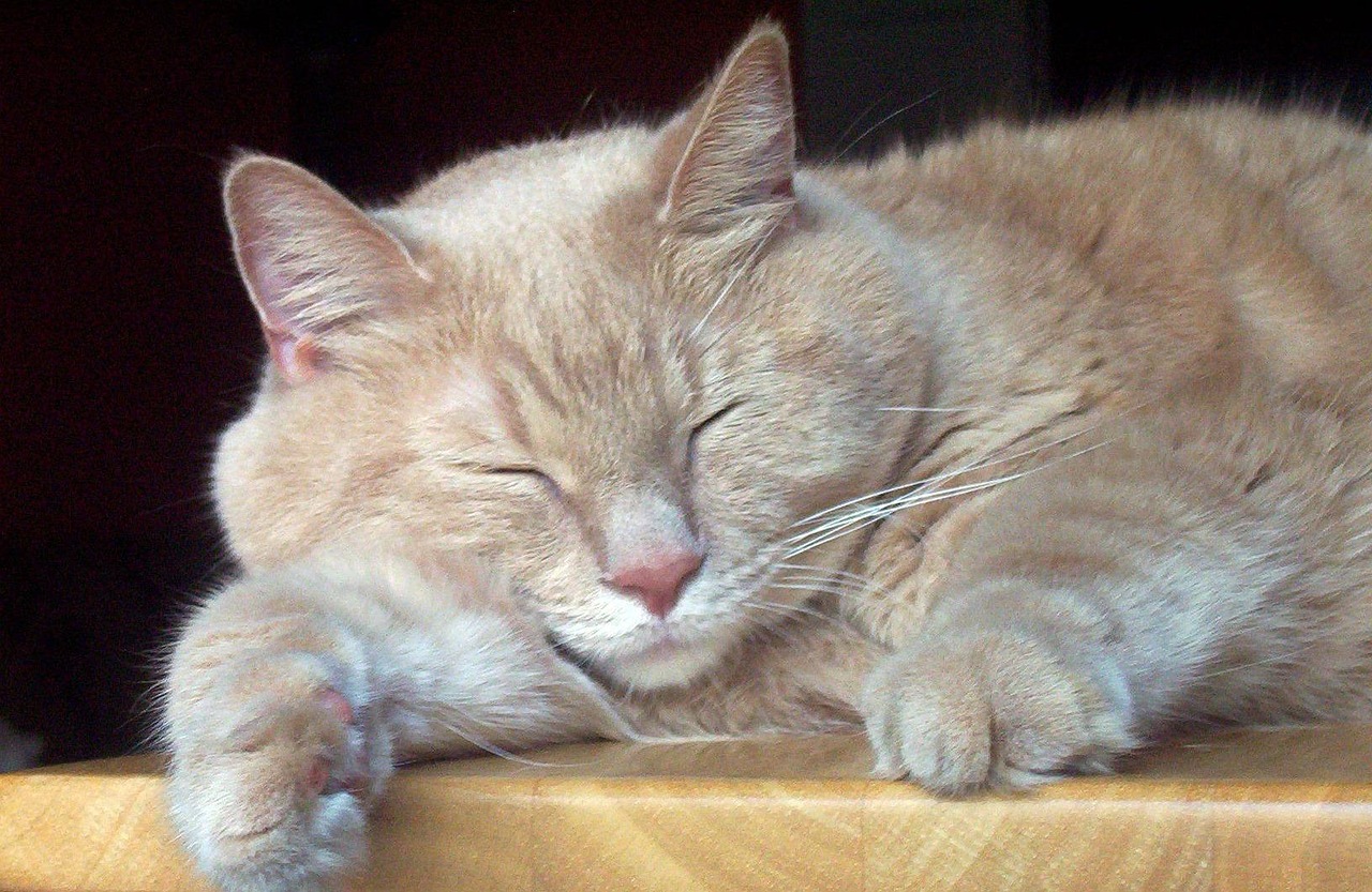 A brown cat curled up asleep, illustrating how many hours cats sleep each day
