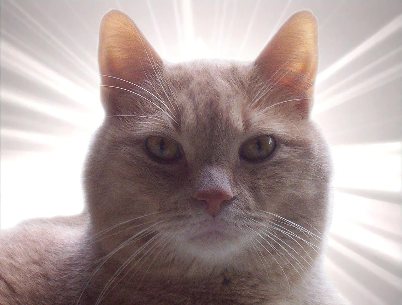 猫 猫科动物 宠物 - Pixabay上的免费照片 - Pixabay