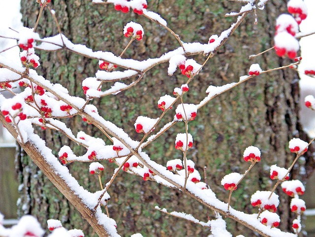 Baies Rouges Hiver Rouge Baies Neige - Photo gratuite sur Pixabay - Pixabay