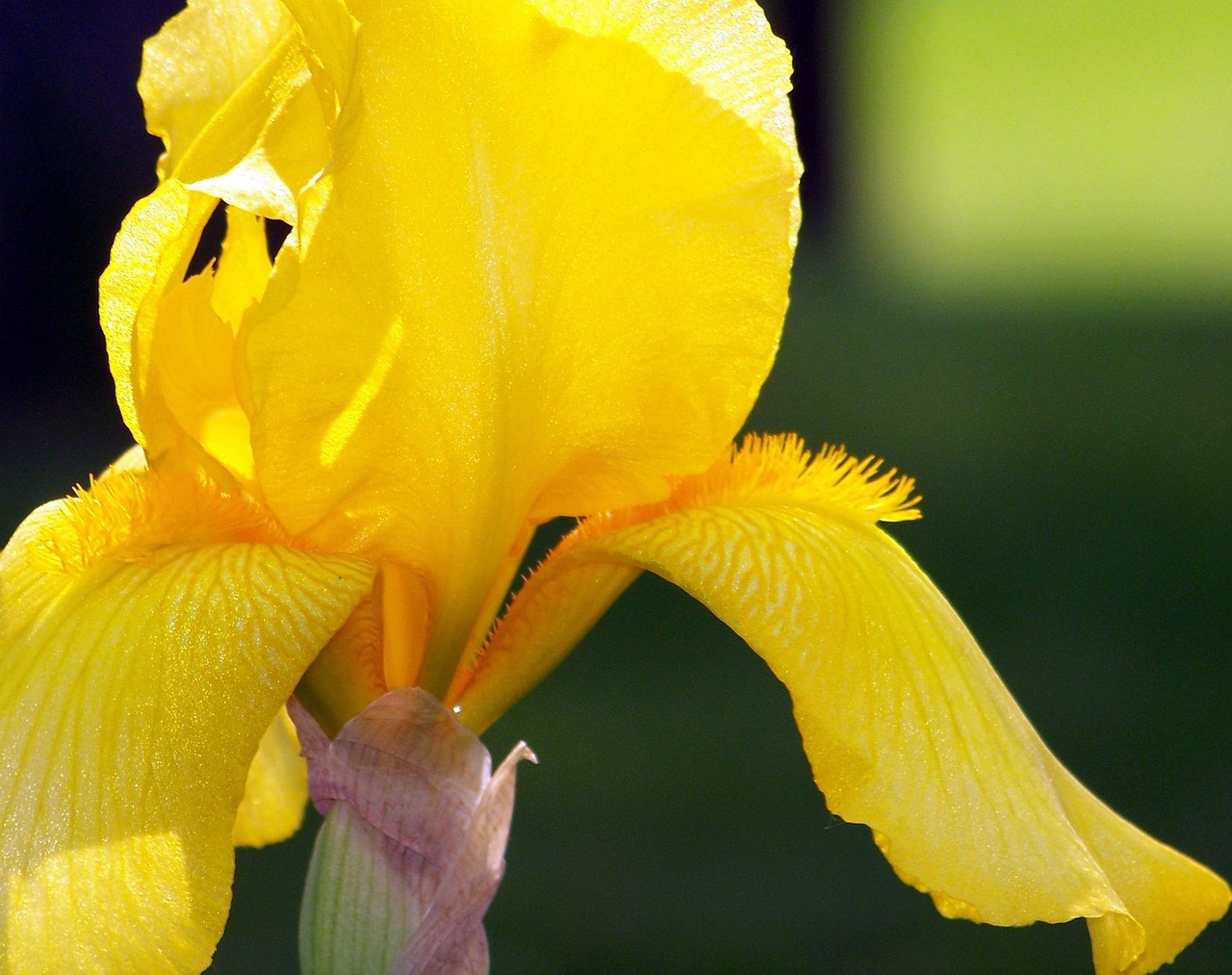 Yellow Iris Flower · Free photo on Pixabay