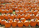 pumpkins, patch, autumn