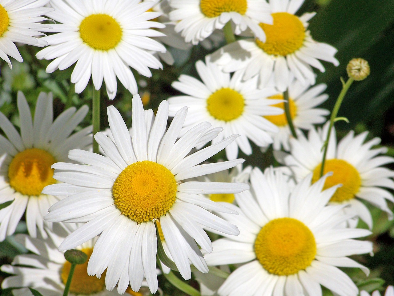 Daisies White Flowers Free photo on Pixabay Pixabay
