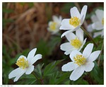 anemone nemorosa, anemone, wood anemone