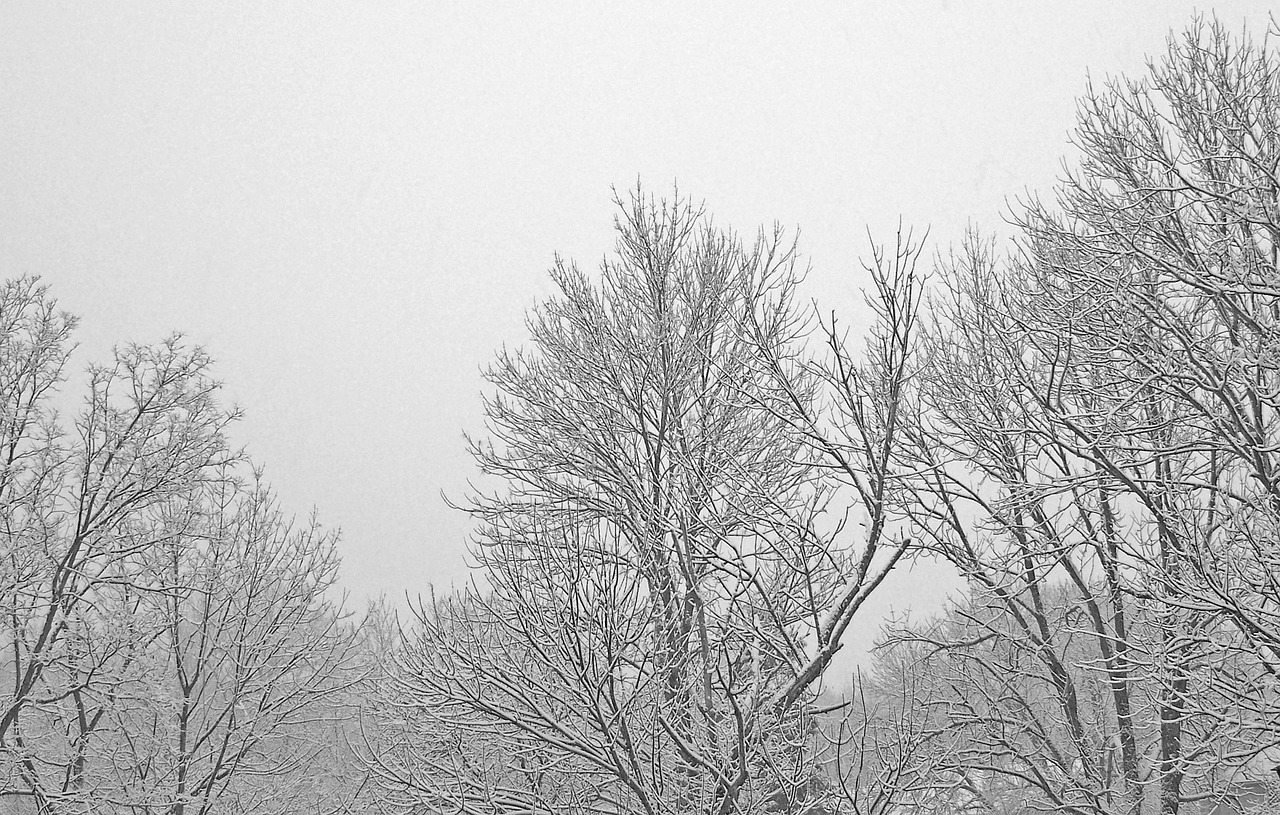 Trees Branches Snow Free photo on Pixabay Pixabay