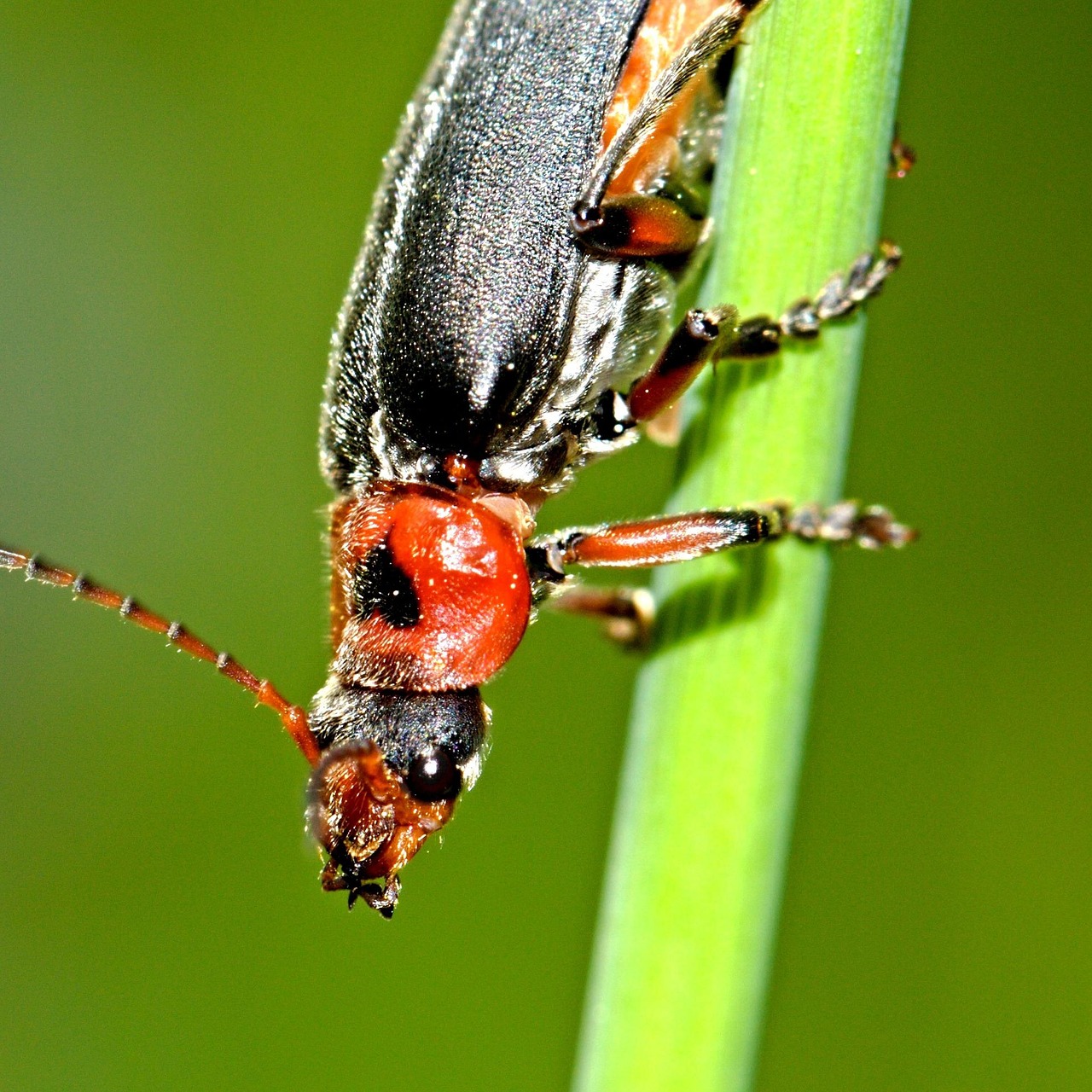 Bug Insect Macro - Free photo on Pixabay - Pixabay