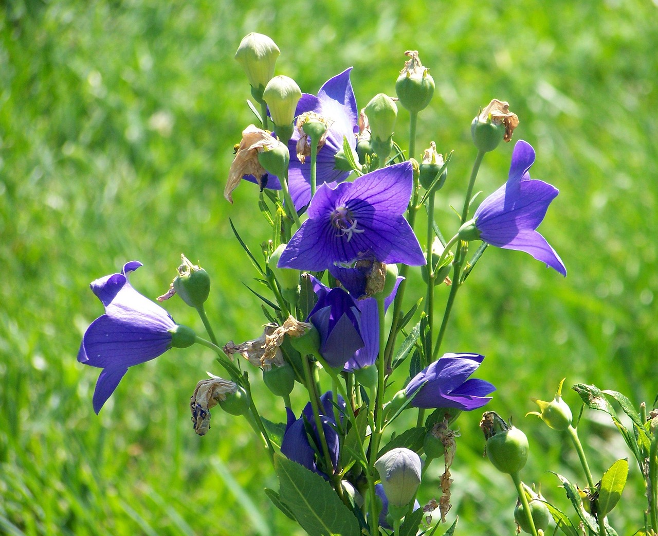 buds-18500_1280.jpg