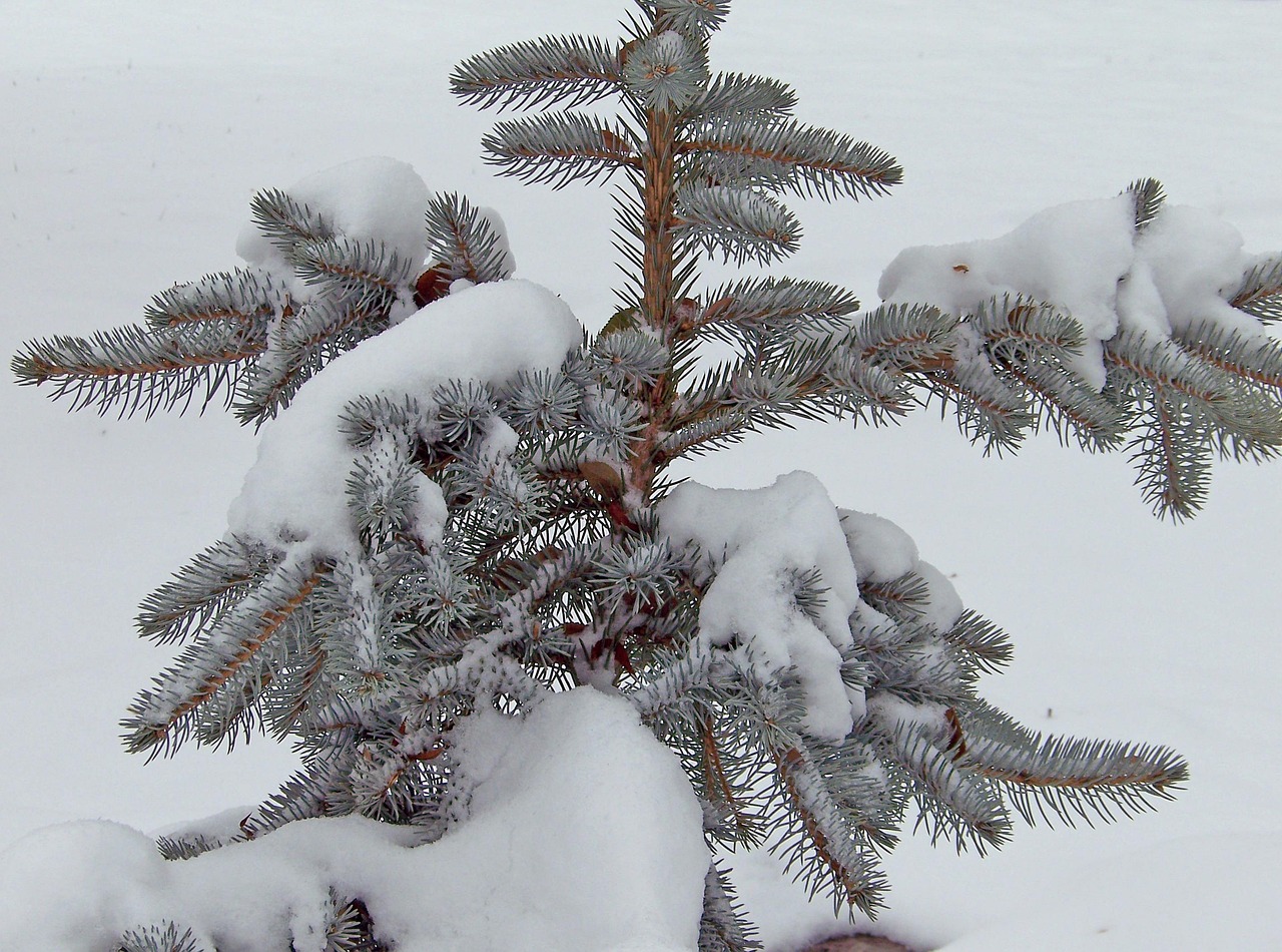 Evergreen Tree Christmas Free photo on Pixabay Pixabay