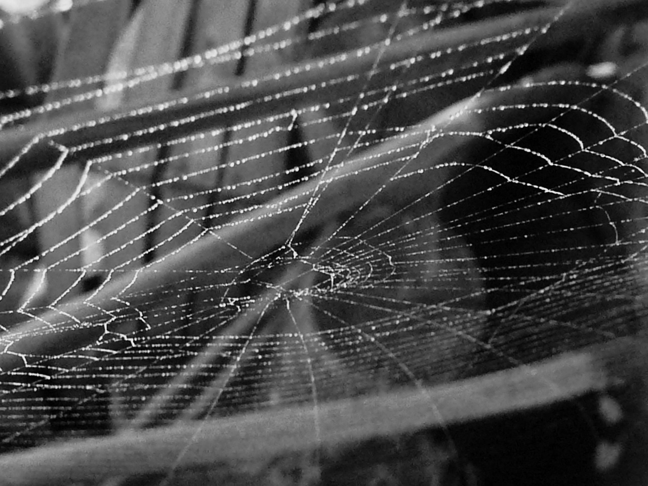 Cobweb - free online jigsaw puzzle photo