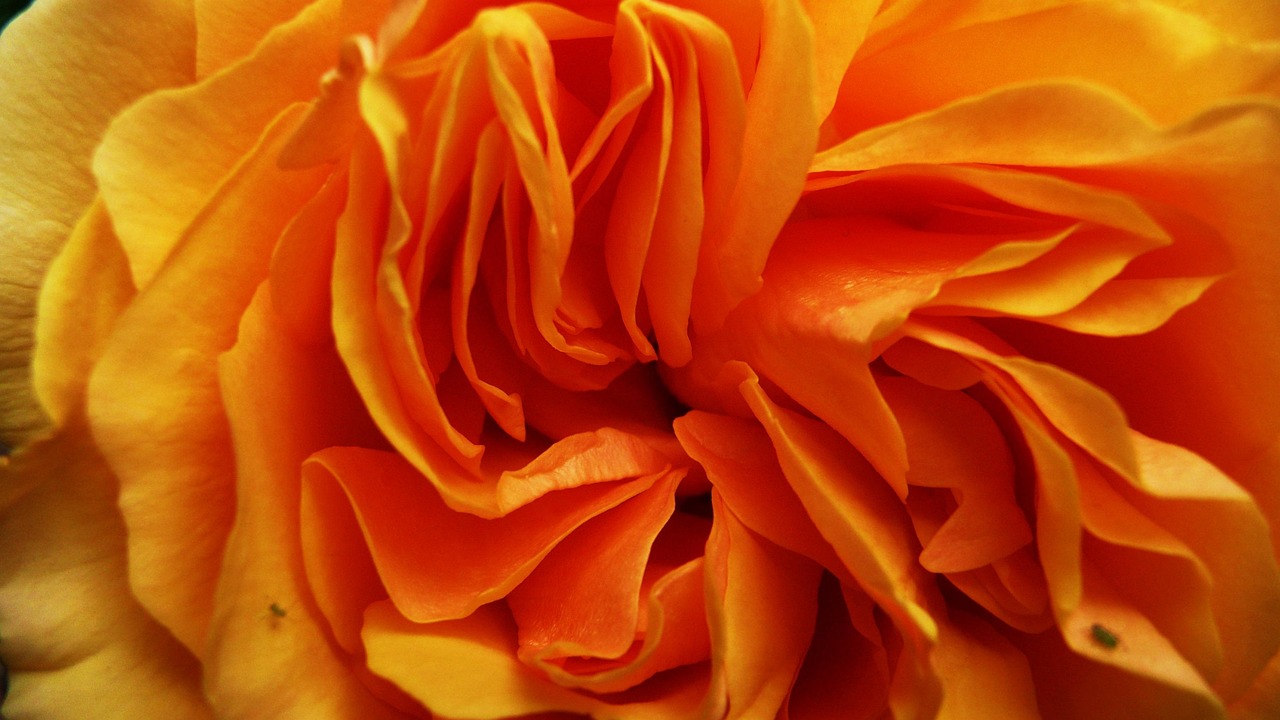 Orange - free online jigsaw puzzle photo